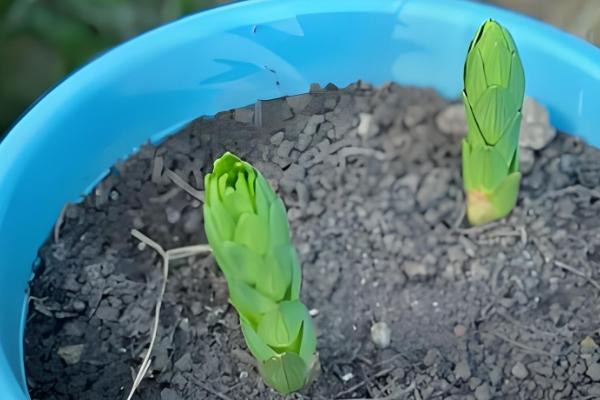 香水百合的种植方法，种植时间在8-9月