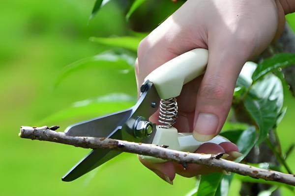 香水百合的种植方法，种植时间在8-9月