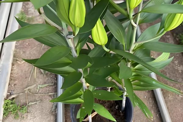 香水百合的种植方法，种植时间在8-9月