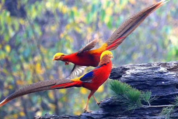 红腹锦鸡被称为牢底坐穿鸡的原因，属于我国二级重点保护野生动物