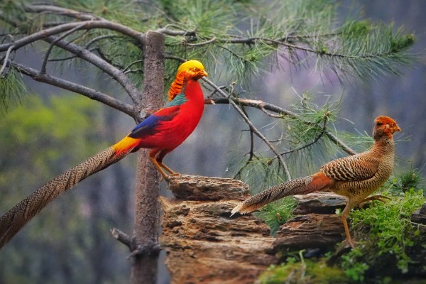 红腹锦鸡被称为牢底坐穿鸡的原因，属于我国二级重点保护野生动物