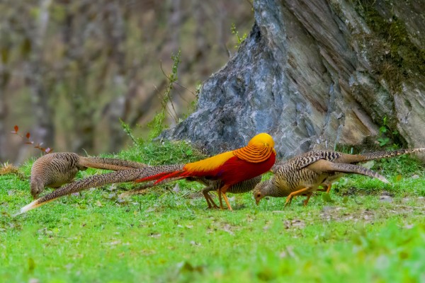 红腹锦鸡被称为牢底坐穿鸡的原因，属于我国二级重点保护野生动物