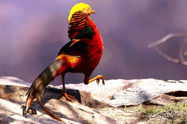 红腹锦鸡被称为牢底坐穿鸡的原因，属于我国二级重点保护野生动物