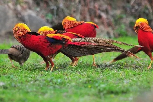 红腹锦鸡被称为牢底坐穿鸡的原因，属于我国二级重点保护野生动物