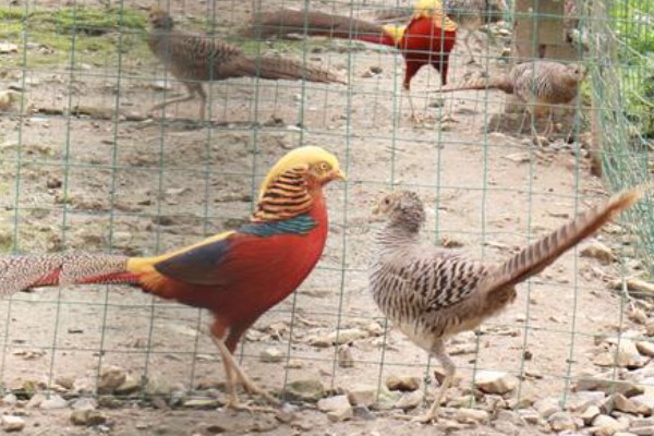红腹锦鸡被称为牢底坐穿鸡的原因，属于我国二级重点保护野生动物