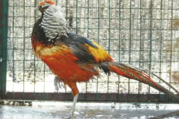 红腹锦鸡被称为牢底坐穿鸡的原因，属于我国二级重点保护野生动物