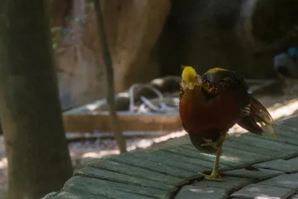 红腹锦鸡被称为牢底坐穿鸡的原因，属于我国二级重点保护野生动物