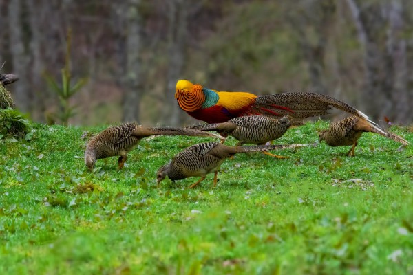 红腹锦鸡被称为牢底坐穿鸡的原因，属于我国二级重点保护野生动物