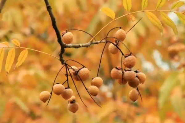 无患子树的果实有什么作用，具有去污、制做化妆品和工艺品等用途