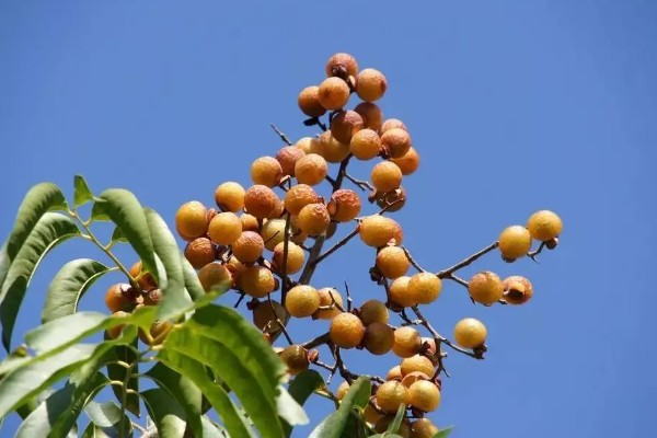 无患子树的果实有什么作用，具有去污、制做化妆品和工艺品等用途