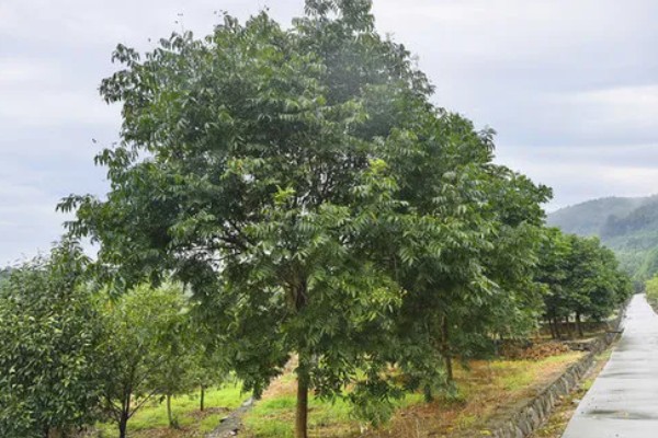 无患子树的果实有什么作用，具有去污、制做化妆品和工艺品等用途