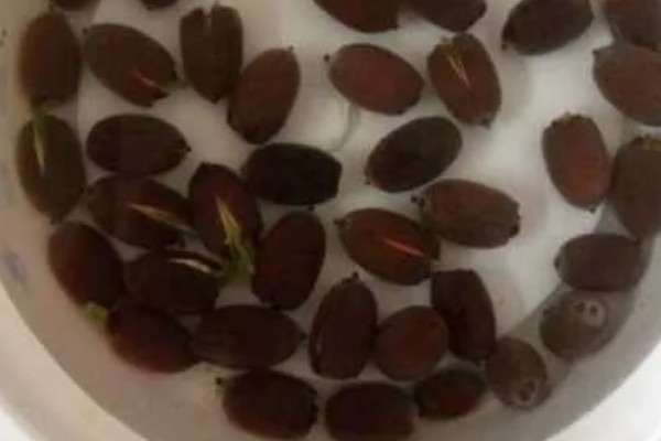 莲子种多长时间才会开花，春季种植仅需50-60天左右