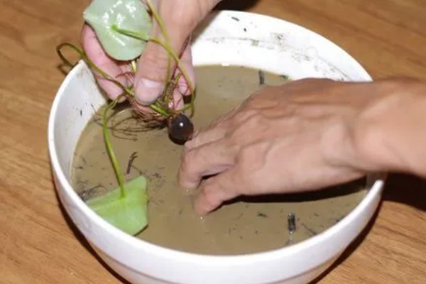 莲子种多长时间才会开花，春季种植仅需50-60天左右