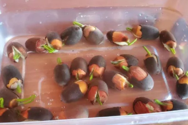 莲子种多长时间才会开花，春季种植仅需50-60天左右