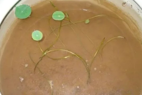 莲子种多长时间才会开花，春季种植仅需50-60天左右