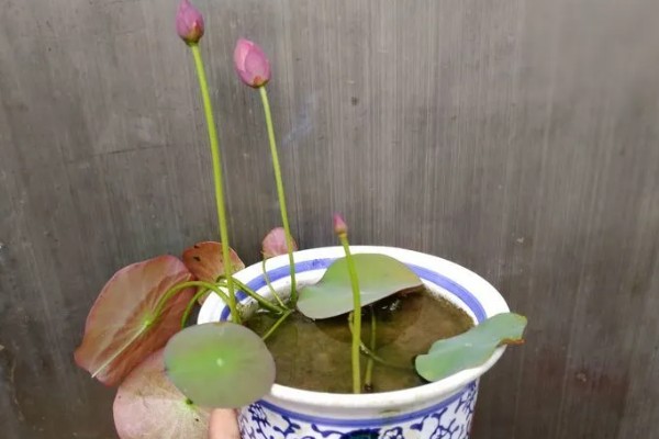 莲子种多长时间才会开花，春季种植仅需50-60天左右