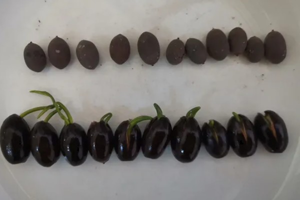 莲子种多长时间才会开花，春季种植仅需50-60天左右