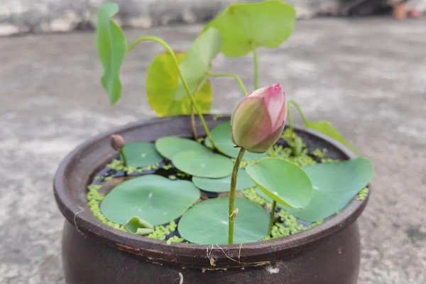 莲子种多长时间才会开花，春季种植仅需50-60天左右