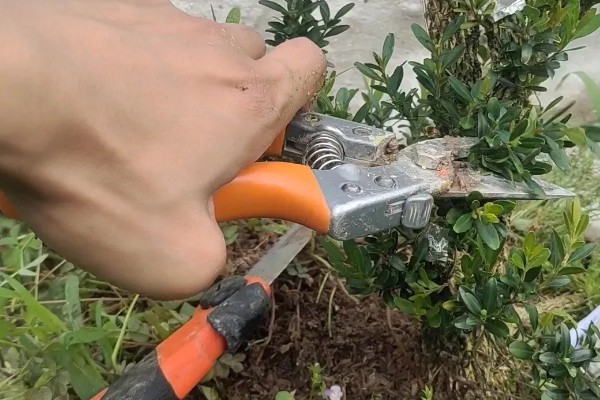 雀舌黄杨的修剪方法，植株长到20厘米时摘除顶端的枝叶