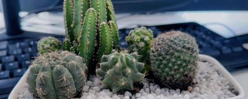 办公室适合放什么植物，摆放仙人掌或仙人球可吸收辐射