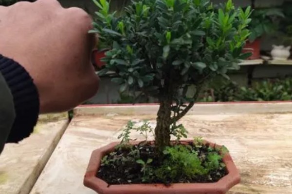 雀舌黄杨的修剪方法，植株长到20厘米时摘除顶端的枝叶