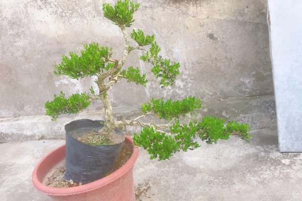 雀舌黄杨的修剪方法，植株长到20厘米时摘除顶端的枝叶