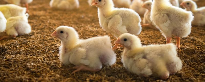 小鸡软弱无力无法站立如何处理，缺钙时要在饲料中添加钙质