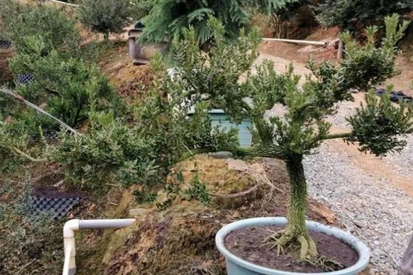 雀舌黄杨的修剪方法，植株长到20厘米时摘除顶端的枝叶