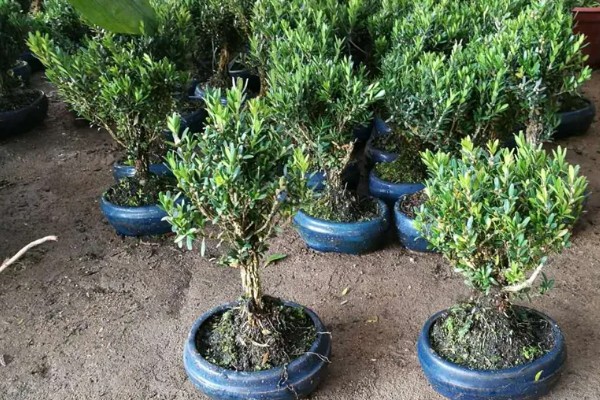 雀舌黄杨的修剪方法，植株长到20厘米时摘除顶端的枝叶