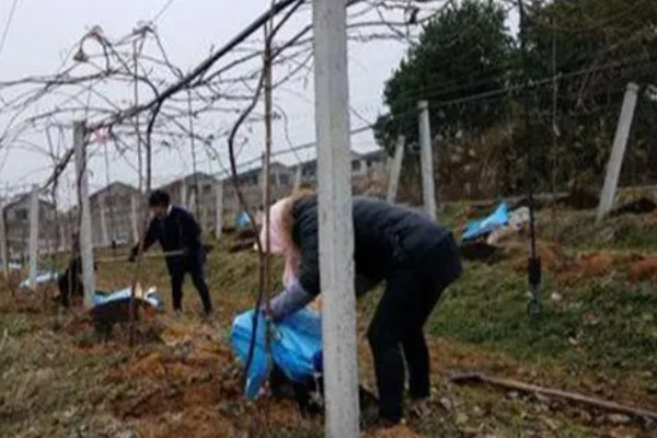 猕猴桃树是不是必须公母一起种，雌雄异株一起栽培才能正常授粉