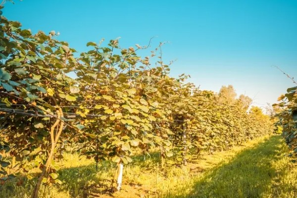 猕猴桃树是不是必须公母一起种，雌雄异株一起栽培才能正常授粉