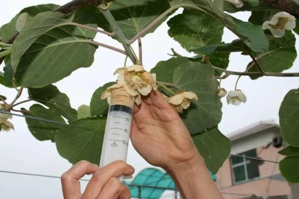 猕猴桃树是不是必须公母一起种，雌雄异株一起栽培才能正常授粉