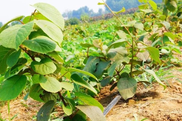 猕猴桃树是不是必须公母一起种，雌雄异株一起栽培才能正常授粉