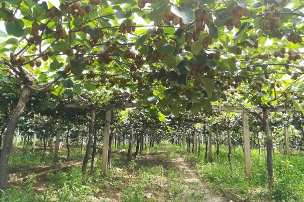 猕猴桃树是不是必须公母一起种，雌雄异株一起栽培才能正常授粉