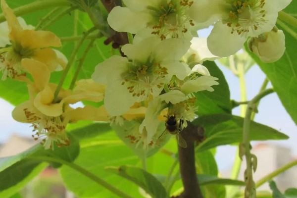 猕猴桃树是不是必须公母一起种，雌雄异株一起栽培才能正常授粉