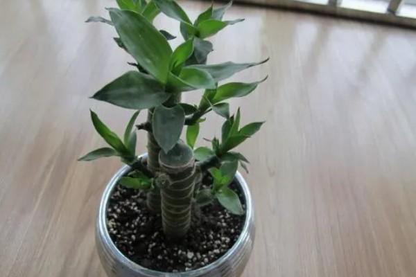 让富贵竹更旺盛的方法,每隔10-15天追施一次肥液