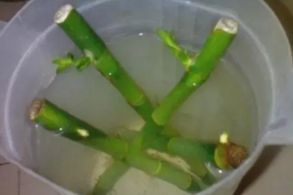 让富贵竹更旺盛的方法,每隔10-15天追施一次肥液