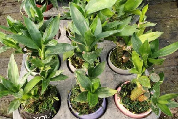 让富贵竹更旺盛的方法,每隔10-15天追施一次肥液