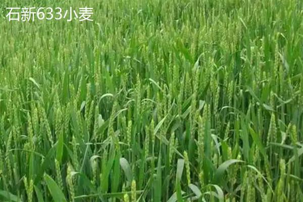 石新633小麦和石新828小麦的产量对比，在区域试验和生产试验中石新633的产量更高