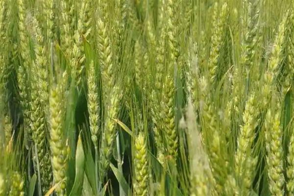 石新633小麦和石新828小麦的产量对比，在区域试验和生产试验中石新633的产量更高