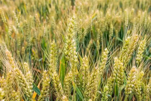 石新633小麦和石新828小麦的产量对比，在区域试验和生产试验中石新633的产量更高