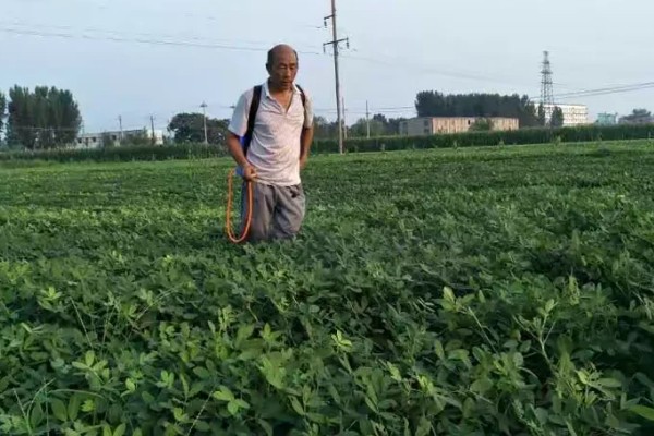 麦茬花生打控旺药的时间，开花后1个月左右开始用药