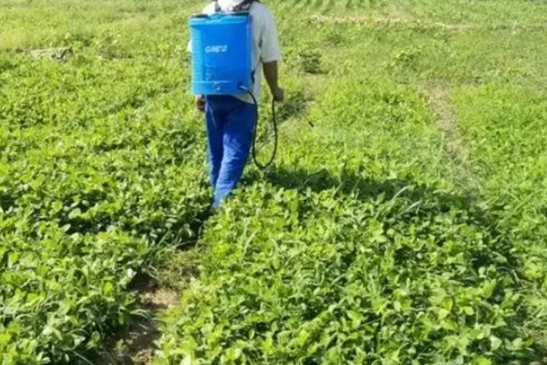 麦茬花生打控旺药的时间，开花后1个月左右开始用药