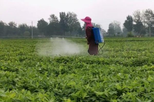 麦茬花生打控旺药的时间，开花后1个月左右开始用药