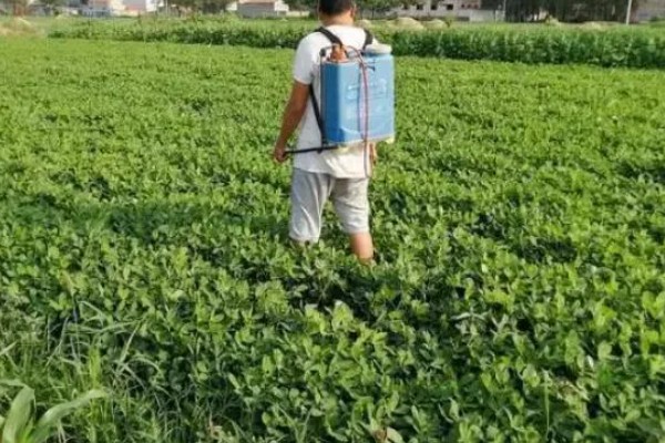 麦茬花生打控旺药的时间，开花后1个月左右开始用药