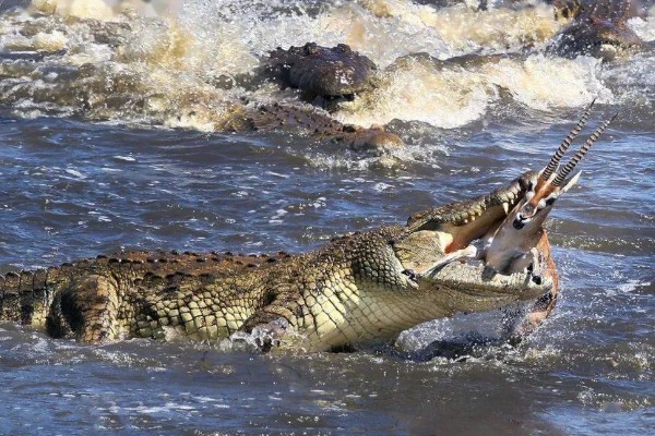 鳄鱼的咬合力强不强，成年鳄鱼的咬合力在2000磅以上