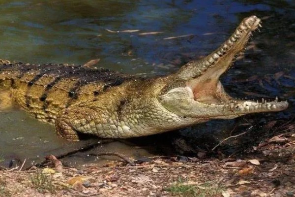 鳄鱼的咬合力强不强，成年鳄鱼的咬合力在2000磅以上