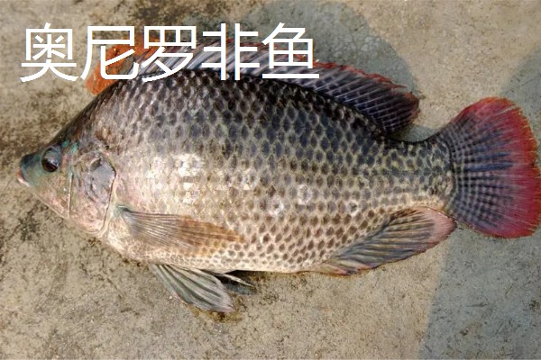 哪种罗非鱼比较好，以下5个品种具有良好的品质