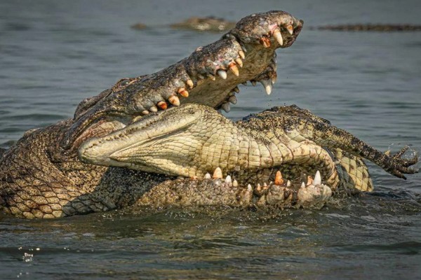 鳄鱼的咬合力强不强，成年鳄鱼的咬合力在2000磅以上