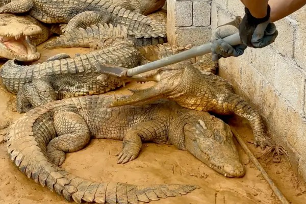 鳄鱼的咬合力强不强，成年鳄鱼的咬合力在2000磅以上